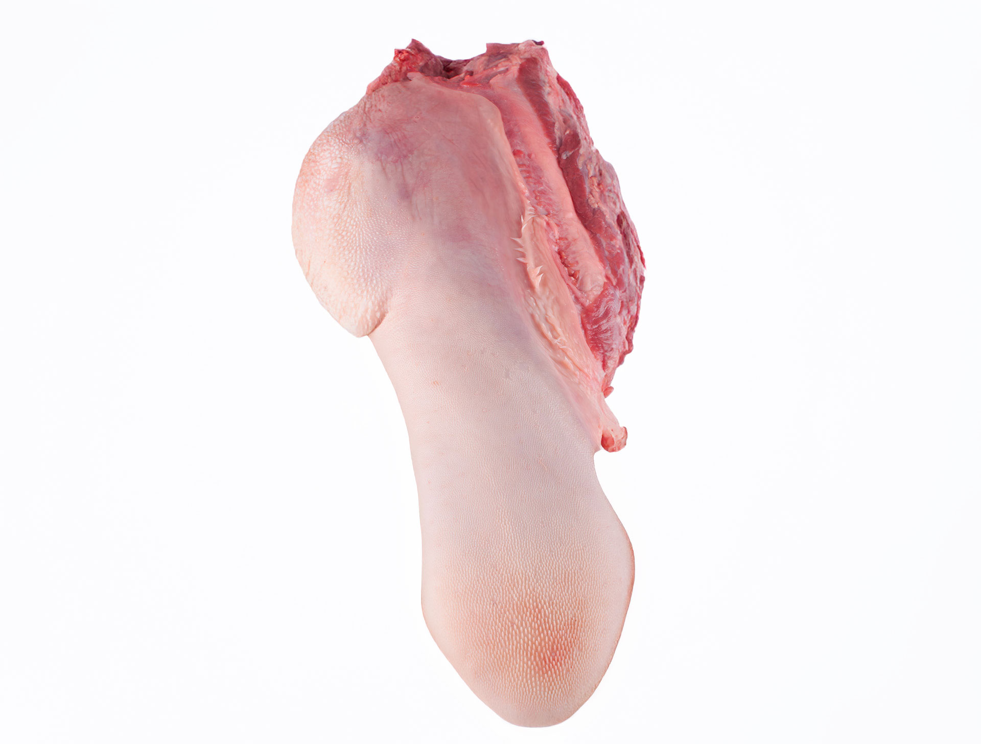 Lengua - Image 2