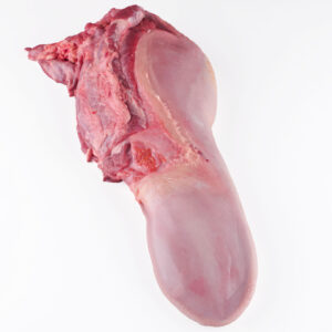 Lengua